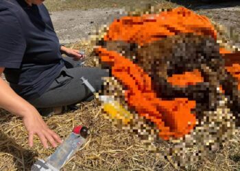 Descoperire șocantă într-o gospodărie din Suceava. Animale înfometate și ținute în condiții greu de imaginat, doi viței au fost găsiți morți