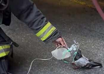 Eroii în uniformă nu fac diferențe când vine vorba de salvarea unei vieți. Un porumbel a primit oxigen după un incendiu