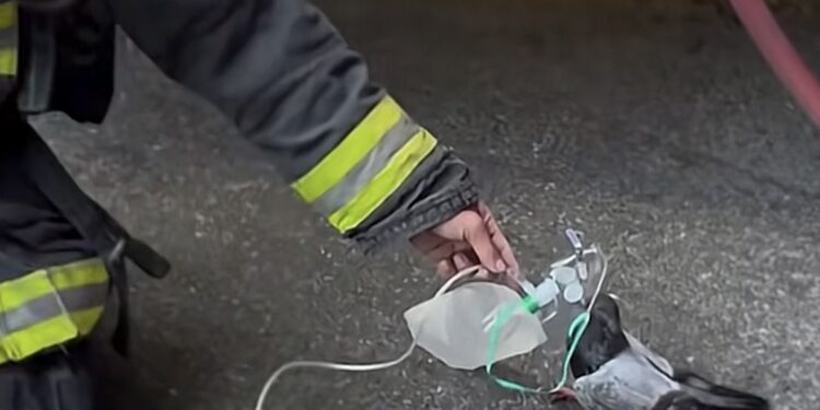 Eroii în uniformă nu fac diferențe când vine vorba de salvarea unei vieți. Un porumbel a primit oxigen după un incendiu