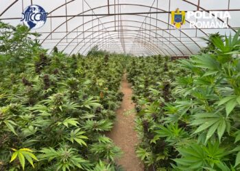 Descoperire uriașă în Neamț! O plantație cu peste 2.600 de fire de canabis și un adevărat laborator de droguri, găsite într-un solar