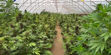 Descoperire uriașă în Neamț! O plantație cu peste 2.600 de fire de canabis și un adevărat laborator de droguri, găsite într-un solar