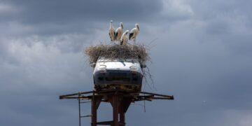 FOTO: Patru cocostârci și un Matiz abandonat. Imaginea inedită de lângă Pașcani care a cucerit internetul