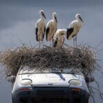 FOTO: Patru cocostârci și un Matiz abandonat. Imaginea inedită de lângă Pașcani care a cucerit internetul