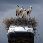 FOTO: Patru cocostârci și un Matiz abandonat. Imaginea inedită de lângă Pașcani care a cucerit internetul