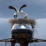 FOTO: Patru cocostârci și un Matiz abandonat. Imaginea inedită de lângă Pașcani care a cucerit internetul
