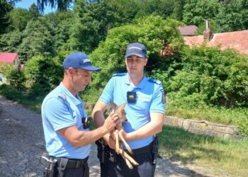 Pui de căprioară salvat de jandarmii montani băcăuani