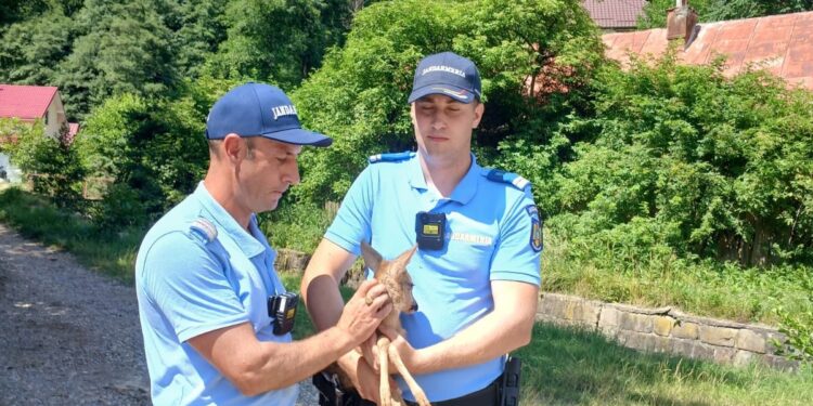 Pui de căprioară salvat de jandarmii montani băcăuani