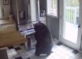 Se caută un urs cu poftă de mâncare. Suspect în 15 spargeri