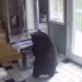 Se caută un urs cu poftă de mâncare. Suspect în 15 spargeri