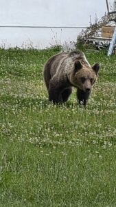 ursoaica împușcată la poiana Brașov 