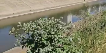 Bahluiul