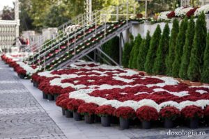 Iașul se pregătește de Sărbători: peste 60.000 de crizanteme vor înfrumuseța orașul pentru perioada Sf. Parascheva