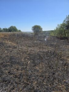 Incendii de vegetație în Botoșani: trei locuințe și culturi agricole, salvate de pompieri