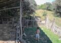 Video: Imagini revoltătoare în Brașov: un puști, filmat în timp ce lovește un câine cu o bâtă. Poliția Animalelor face verificări