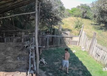 Video: Imagini revoltătoare în Brașov: un puști, filmat în timp ce lovește un câine cu o bâtă. Poliția Animalelor face verificări