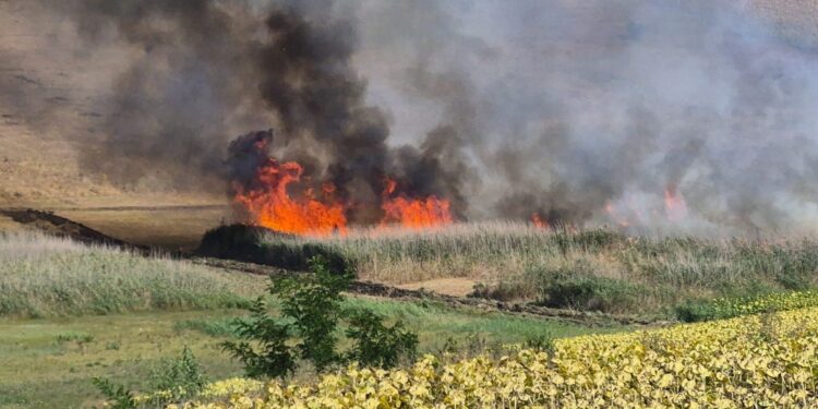 Incendiu vegetatie