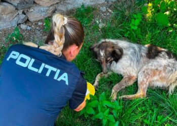Polițiștii brașoveni s-au mișcat rapid după imaginile cu un câine agresat: trei adolescenți din Racoș, identificați și cercetați penal