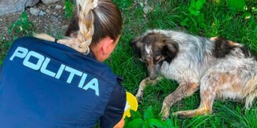 Polițiștii brașoveni s-au mișcat rapid după imaginile cu un câine agresat: trei adolescenți din Racoș, identificați și cercetați penal