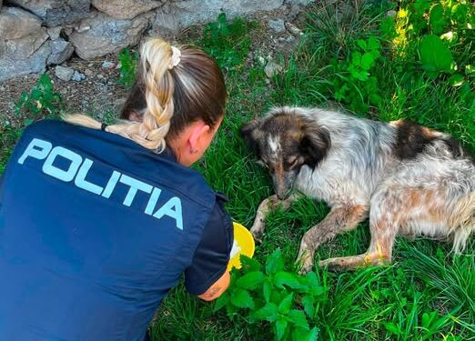 Polițiștii brașoveni s-au mișcat rapid după imaginile cu un câine agresat: trei adolescenți din Racoș, identificați și cercetați penal