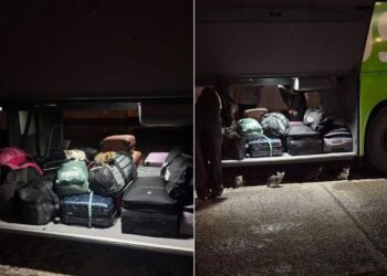 11 pui de pisică, trimiși cu autocarul pe ruta Iași–București. Șoferii au avut parte de o surpriză când au deschis compartimentul de bagaje