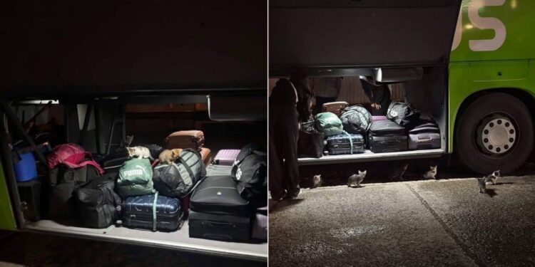 11 pui de pisică, trimiși cu autocarul pe ruta Iași–București. Șoferii au avut parte de o surpriză când au deschis compartimentul de bagaje