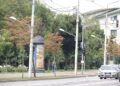 De ce se usucă teii din Iași? Primăria pune fenomenul pe seama caniculei, specialiștii vorbesc despre un cumul de factori
