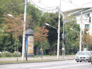 De ce se usucă teii din Iași? Primăria pune fenomenul pe seama caniculei, specialiștii vorbesc despre un cumul de factori