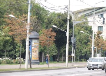 De ce se usucă teii din Iași? Primăria pune fenomenul pe seama caniculei, specialiștii vorbesc despre un cumul de factori
