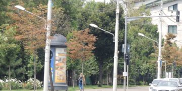 De ce se usucă teii din Iași? Primăria pune fenomenul pe seama caniculei, specialiștii vorbesc despre un cumul de factori