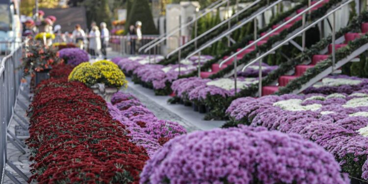 Iașul se pregătește de Sărbători: peste 60.000 de crizanteme vor înfrumuseța orașul pentru perioada Sf. Parascheva