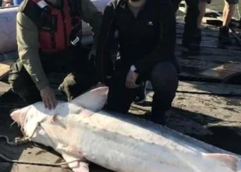 Captură spectaculoasă Somn prin în delta dunariiDunării