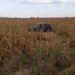 accident Neamt