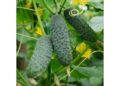 Castraveții ajung să coste mai puțin decât culesul. Producătorii vând cu 30 de bani kilogramul, în timp ce la piață ajung la 5 lei