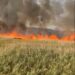 Bacău | Peste 80 de hectare de vegetație uscată au ars în comuna Orbeni