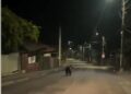 Musafir neașteptat în Fălticeni. Un urs a intrat în două gospodării iar locuitorii au fost avertizați prin RO ALERT