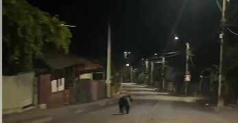 Musafir neașteptat în Fălticeni. Un urs a intrat în două gospodării iar locuitorii au fost avertizați prin RO ALERT