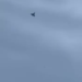 O dronă „bântuie” prin nordul țării. A venit din Republica Moldova. RO-Alert în Iași, Vaslui și Neamț: Oamenii, trimiși în adăposturi