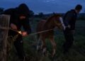 Cum au reușit doi tineri să fure un mânz din zona Horlești-Dumești. O brichetă, elementul-cheie al furtului