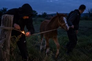 Cum au reușit doi tineri să fure un mânz din zona Horlești-Dumești. O brichetă, elementul-cheie al furtului