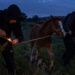 Cum au reușit doi tineri să fure un mânz din zona Horlești-Dumești. O brichetă, elementul-cheie al furtului