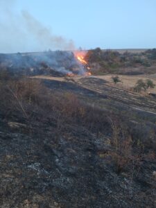 Incendiu de vegetație în comuna Dragomirești. Flăcările s-au extins pe aproximativ 30 de hectare și au amenințat o pădure de pini