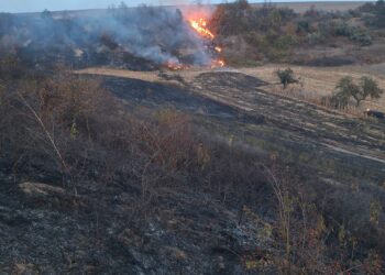 Incendiu de vegetație în comuna Dragomirești. Flăcările s-au extins pe aproximativ 30 de hectare și au amenințat o pădure de pini