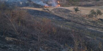 Incendiu de vegetație în comuna Dragomirești. Flăcările s-au extins pe aproximativ 30 de hectare și au amenințat o pădure de pini