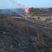 Incendiu de vegetație în comuna Dragomirești. Flăcările s-au extins pe aproximativ 30 de hectare și au amenințat o pădure de pini