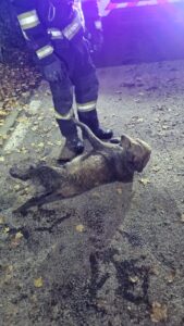 Intervenție în Bârnova: Un câine a căzut într-o fosă fără capac. Pompierii de la Detașamentul 2 Iași au intervenit pentru salvarea animalului