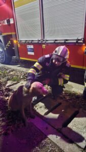 Intervenție în Bârnova: Un câine a căzut într-o fosă fără capac. Pompierii de la Detașamentul 2 Iași au intervenit pentru salvarea animalului
