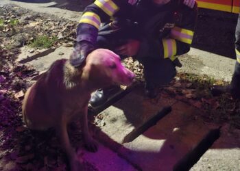 Intervenție în Bârnova: Un câine a căzut într-o fosă fără capac. Pompierii de la Detașamentul 2 Iași au intervenit pentru salvarea animalului