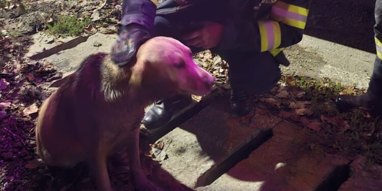 Intervenție în Bârnova: Un câine a căzut într-o fosă fără capac. Pompierii de la Detașamentul 2 Iași au intervenit pentru salvarea animalului