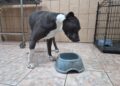 caine abandonat