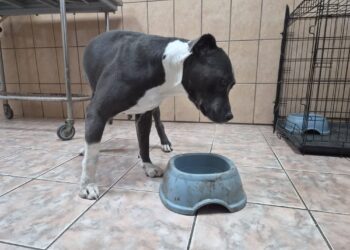 caine abandonat
